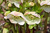 HELLEBORUS X HYBRIDUS