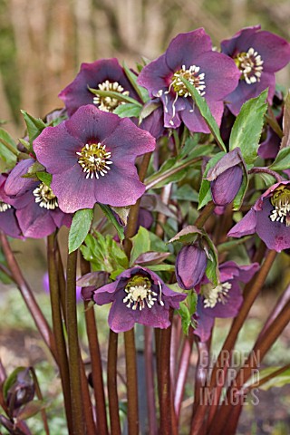 HELLEBORUS_X_HYBRIDUS