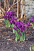 IRIS RETICULATA