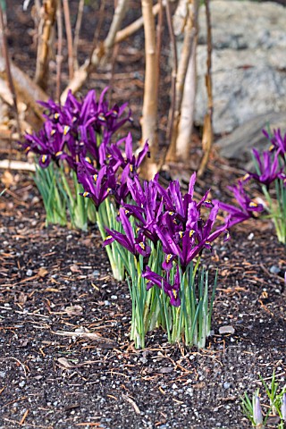 IRIS_RETICULATA