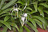 SPIDER LILY, HYMENOCALLIS