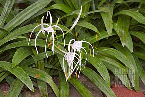 SPIDER_LILY_HYMENOCALLIS