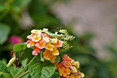 LANTANA CAMARA WITH GREEN LOCUST