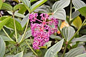 MEDINILLA CUMMINGII