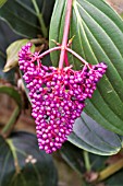 PURPLE FRUITS OF MEDINILLA CUMMINGII