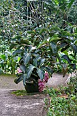 MEDINILLA MAGNIFICA IN A CONTAINER