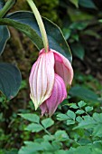 BUD OF MEDINILLA MAGNIFICA