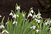 GALANTHUS NIVALIS