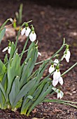 GALANTHUS ELWESII