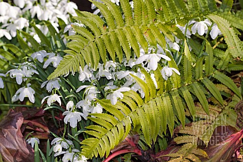 DOUBLE_FLOWERED_GALANTHUS_IN_A_FERN_BED