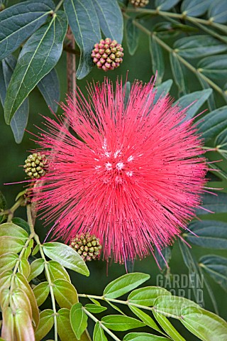 NEW_ZEALAND_CHRISTMAS_TREE__METROSIDEROS_EXCELSA