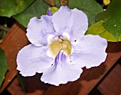 THUNBERGIA GRANDIFLORA