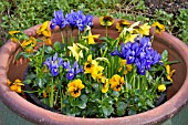 LARGE CLAY POT WITH EARLY SPRING FLOWERS