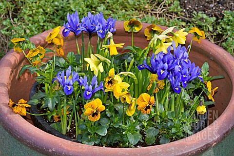 LARGE_CLAY_POT_WITH_EARLY_SPRING_FLOWERS