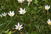 ZEPHYRANTHES CANDIDA