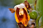 SHELL GINGER, ALPINIA ZERUMBET