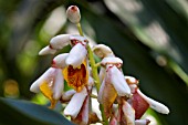 SHELL GINGER, ALPINIA ZERUMBET