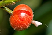 FRUIT OF SHELL GINGER, ALPINIA ZERUMBET