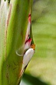 SHELL GINGER, ALPINIA ZERUMBET, NEW BUD