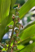 RIPENING FRUIT OF SHELL GINGER, ALPINIA ZERUMBET