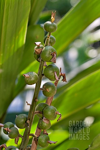 RIPENING_FRUIT_OF_SHELL_GINGER_ALPINIA_ZERUMBET