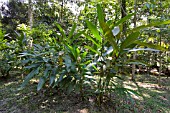 SHELL GINGER, ALPINIA ZERUMBET