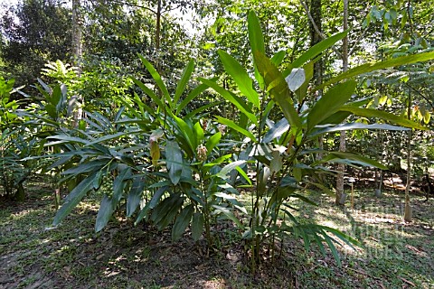 SHELL_GINGER_ALPINIA_ZERUMBET