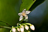 ARDISIA CRENATA