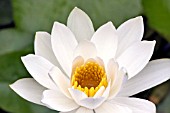 WHITE WATER LILY, NYMPHAEA LOTUS