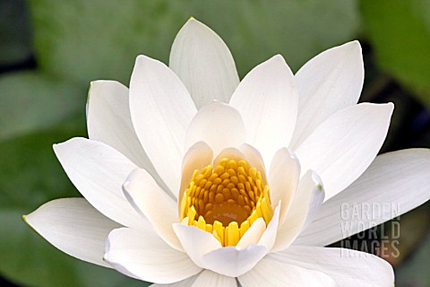 WHITE_WATER_LILY_NYMPHAEA_LOTUS