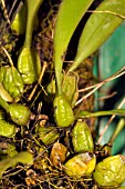 BULBOPHYLLUM COROLLIFERUM