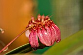 BULBOPHYLLUM COROLLIFERUM