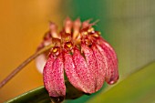 BULBOPHYLLUM COROLLIFERUM