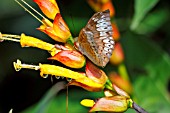 MALAY BARON BUTTERFLY ON SANCHEZIA SPECIOSA