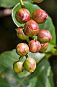 DILLENIA OVATA BUDS