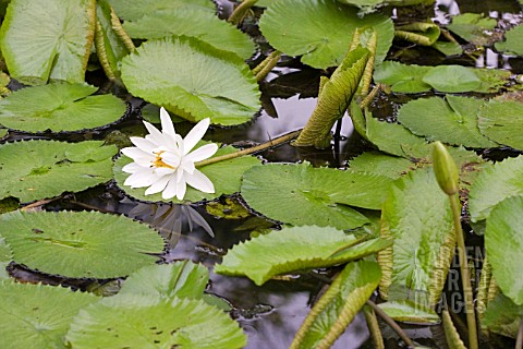 WHITE_WATER_LILY_NYMPHAEA_LOTUS_AFTER_POLLINATION