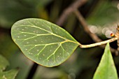 FICUS DELTOIDEA VAR KUNSTLERI