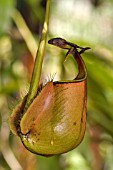 NEPENTHES BICALCARATA