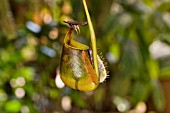 NEPENTHES BICALCARATA