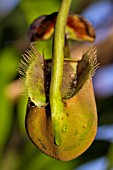 NEPENTHES BICALCARATA