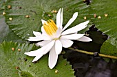 WHITE WATER LILY, NYMPHAEA LOTUS, AFTER POLLINATION