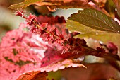 ACALYPHA WILKESIANA