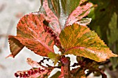 ACALYPHA WILKESIANA