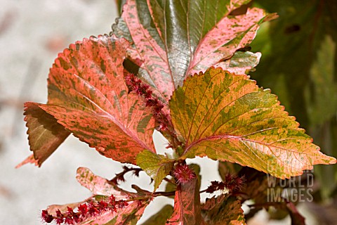 ACALYPHA_WILKESIANA