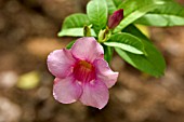 ALLAMANDA VIOLACEA