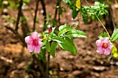 ALLAMANDA VIOLACEA