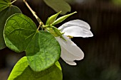 BAUHINIA ACUMINATA