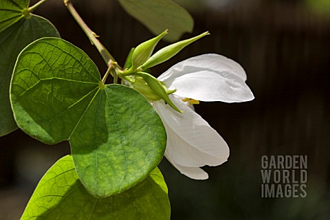 BAUHINIA_ACUMINATA