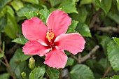 CHINESE HIBISCUS, HIBISCUS ROSA-SINENSIS