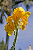 CANNA HYBRID